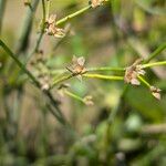 Juncus articulatus Flower