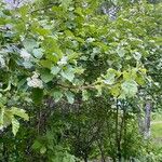 Crataegus douglasii Costuma