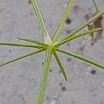 Galium setaceum Feuille