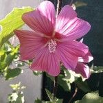 Malva olbia Λουλούδι