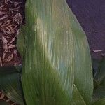 Aspidistra lurida Blad