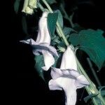 Sesamum trilobum Flower