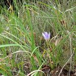 Iris unguicularis 整株植物