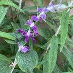 Salvia leucantha Flower