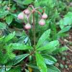 Chimaphila umbellata Blad