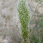 Polypogon monspeliensis Квітка