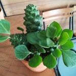 Euphorbia ritchiei List