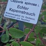 Capparis spinosa Altul/Alta