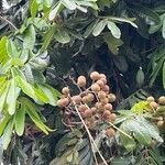 Dimocarpus longan Frucht