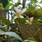Begonia hatacoa Blomst