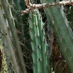 Cereus aethiops Leaf