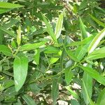 Umbellularia californica Egyéb