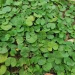 Dichondra carolinensis Feuille