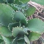 Kalanchoe laetivirens Folha