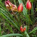 Tulipa orphanidea Συνήθη χαρακτηριστικά