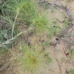 Spinifex littoreus Leaf