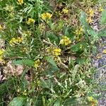 Rorippa indica その他の提案