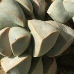 Lapidaria margaretae Hoja