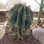 Ferocactus glaucescens Foglia