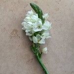 Ornithogalum thyrsoidesFlor