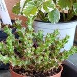 Euphorbia lenewtonii Ліст