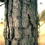 Pinus echinata Corteza