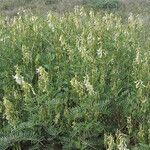 Astragalus racemosus Habitat