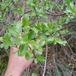 Rhamnus saxatilis Leaf
