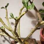 Adenium obesum Blad