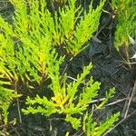 Salicornia europaeaList