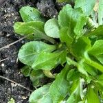 Bellis rotundifolia Leaf