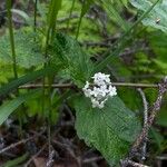 Viburnum edule