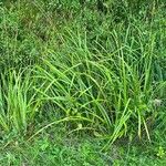 Carex pseudocyperus पत्ता