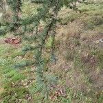 Larix laricina List