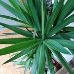 Yucca elephantipes葉