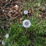 Globularia alypumFlors