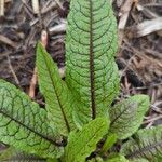 Rumex sanguineus 葉