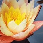 Nymphaea odorata Flower