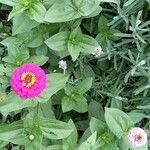 Zinnia elegans ফুল