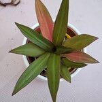 Tradescantia spathacea ഇല