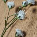Gypsophila paniculata Λουλούδι