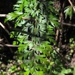 Asplenium aethiopicum Leaf