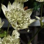 Astrantia major Flor