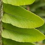 Nephrolepis cordifolia Leaf