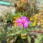 Vernonia noveboracensis Flower