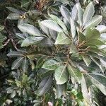 Aglaia elaeagnoidea Deilen