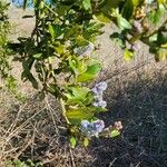 Ceanothus arboreusÇiçek