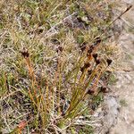 Juncus triglumis Floare