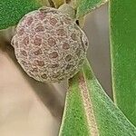 Cornus capitata Fruit