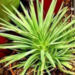 Agave stricta ഇല